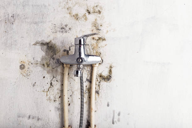 Best DIY Mold Remediation Support Services in Tarpon Springs, FL