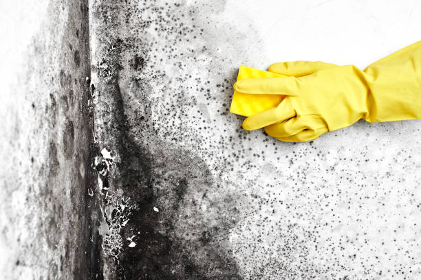 Best Preventive Mold Services in Tarpon Springs, FL