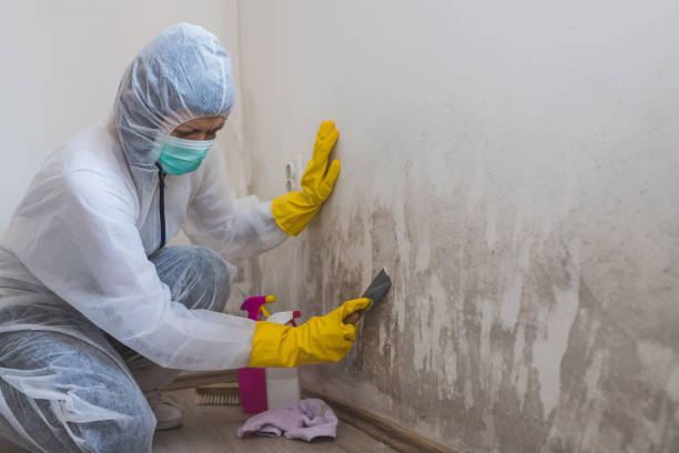 Best White Mold Remediation in Tarpon Springs, FL