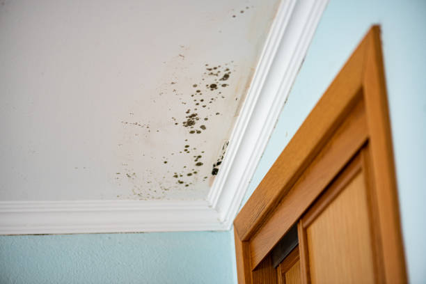 Best Post-Flood Mold Remediation in Tarpon Springs, FL