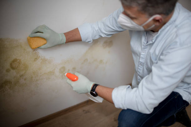 Best Mold Testing and Inspection Services in Tarpon Springs, FL