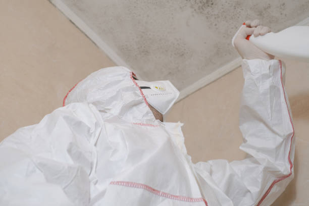 Best Health and Safety Mold Remediation in Tarpon Springs, FL