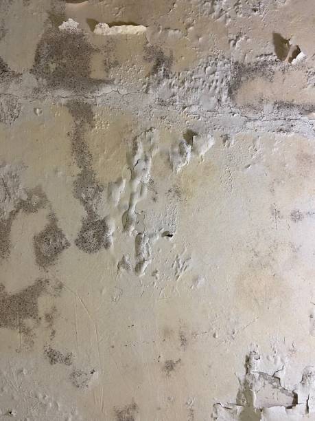 Best Bathroom Mold Remediation in Tarpon Springs, FL