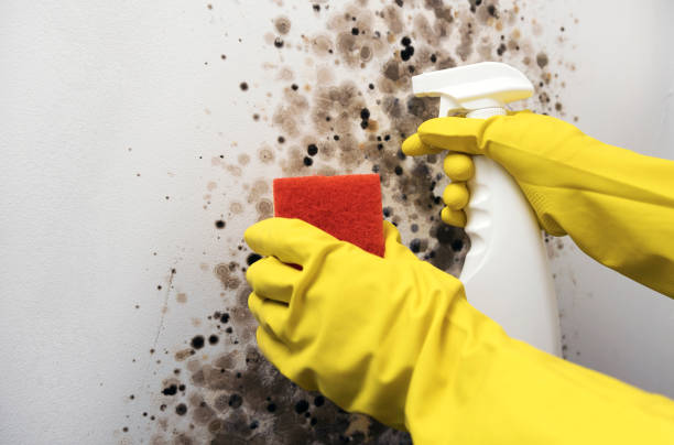 Best Residential Mold Remediation in Tarpon Springs, FL