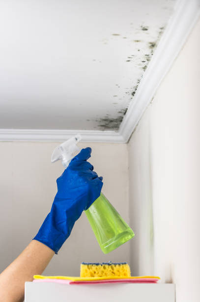 Best Attic Mold Remediation in Tarpon Springs, FL